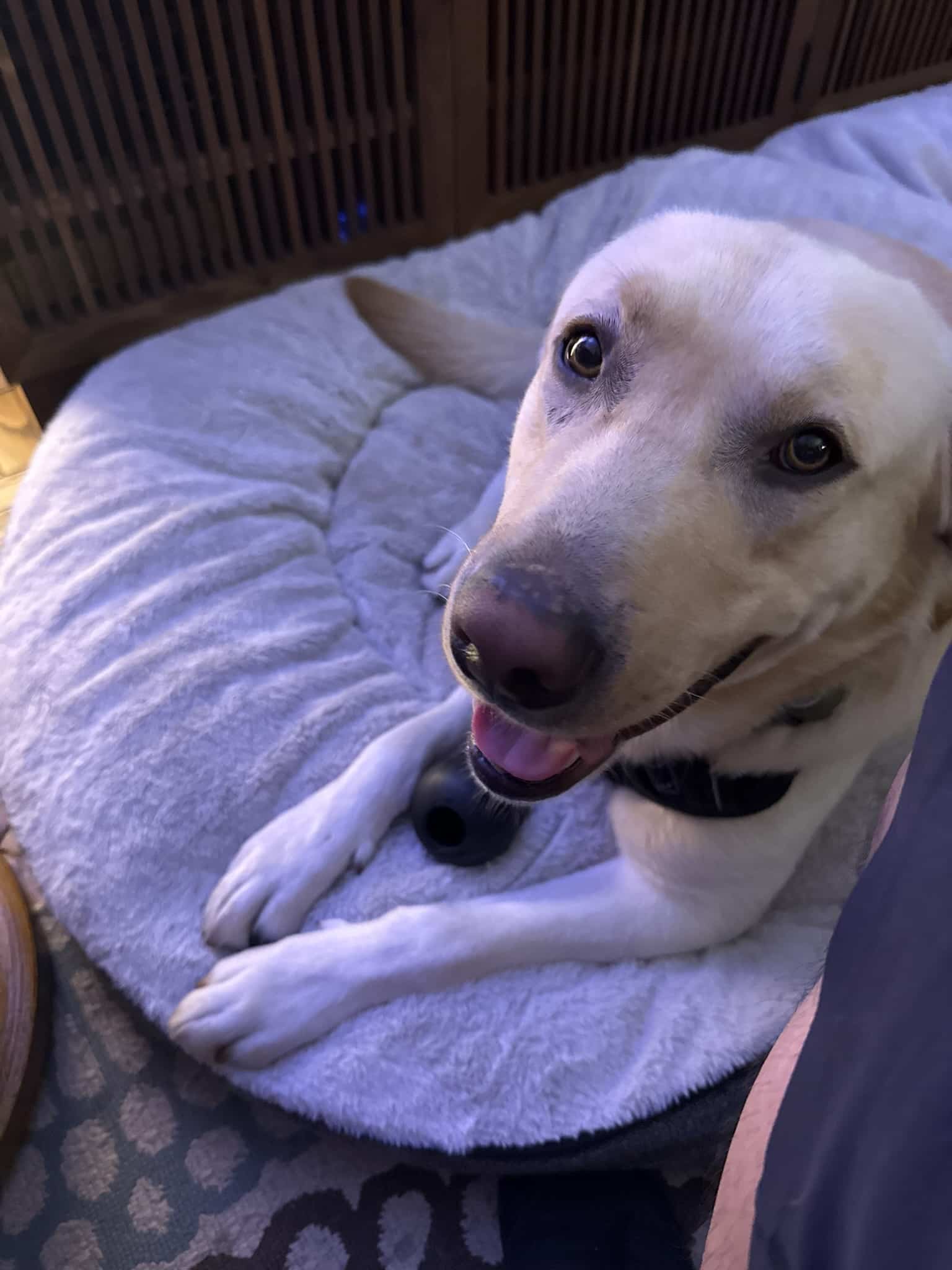 Bubba Lost Everything in the Eaton Fire. He Found Us.